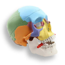 Load image into Gallery viewer, Human Skull Anatomical Model for Orthodontics and