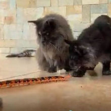 Load image into Gallery viewer, Crawly - The Interactive Remote Control Centipede Cat Toy
