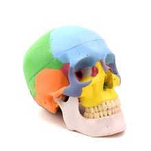 Load image into Gallery viewer, Human Skull Dental Anatomical Model for Orthodontics and 
