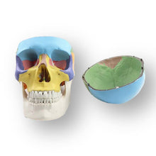Load image into Gallery viewer, Human Skull Anatomical Model for Orthodontics and 
